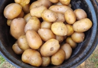 dzien-pieczonego-ziemniaka-1