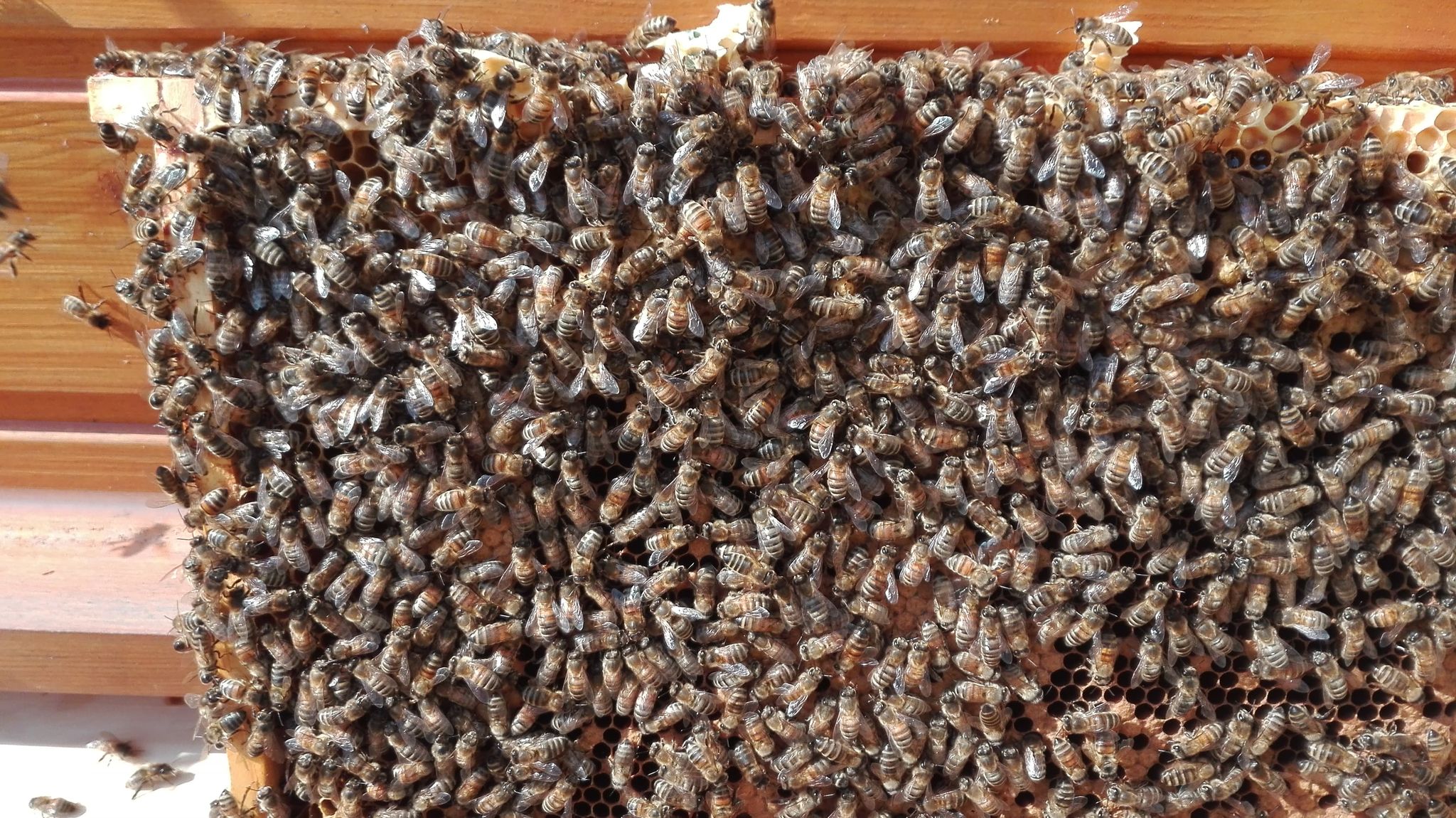 Pszczelarstwo w MOW