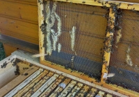 pszczoly-4