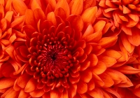 Chrysanthemum