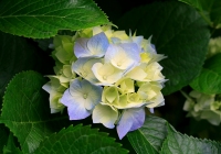 Hydrangeas