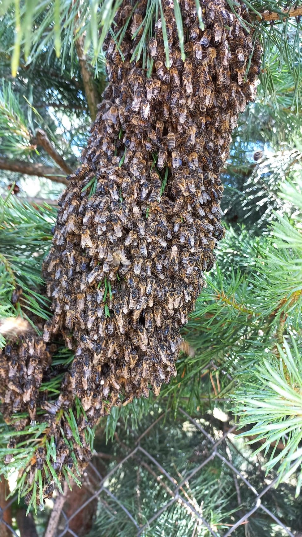 Pszczoły w Jaworku